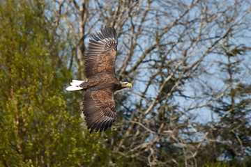 White-tailed eagle (Haliaeetus albicilla)