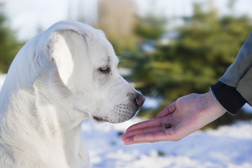 Junger süßer labrador retriever hund welpe bekommt beim training eine belohnung aus der hand für ein kommando
