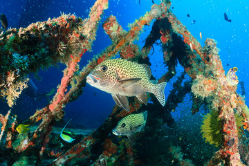 Tropical fish around an underwater wreck