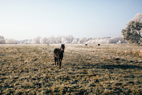 Land Brandenburg im Winter 