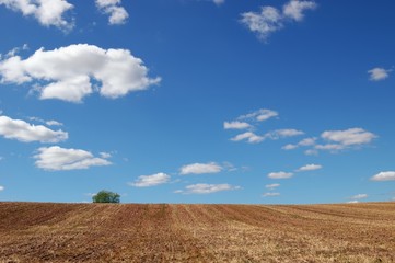 Empty field after finished harvesting with a single tree under cloudy blue sky