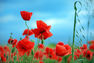 Wild red poppies against a blue sky