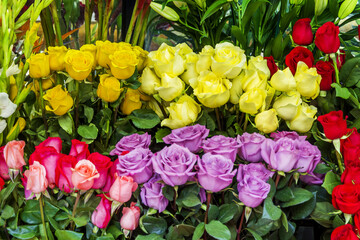 Fototapeta na wymiar a group of colorful roses