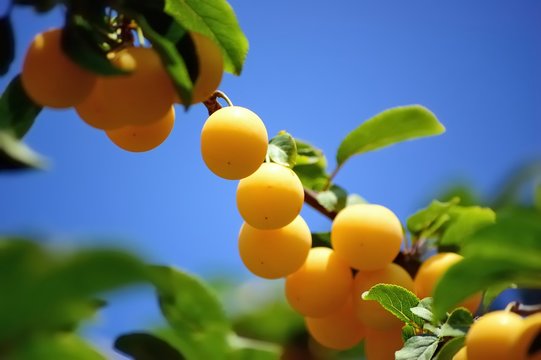 Branch of a cherry plum with bunch of ripe yellow fruit against blue sky