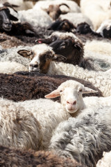 Sheep in nature. Many flock of sheep in mountains