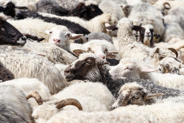 Sheep in nature. Many flock of sheep in mountains