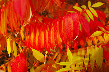 Branches of Staghorn Sumac tree with varicolored leaves
