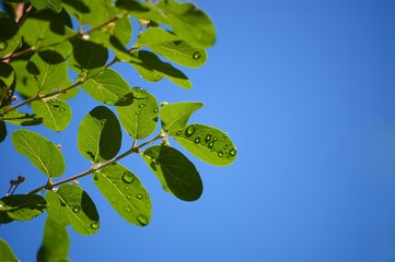 Raindrops on green leaves and twigs of a bush