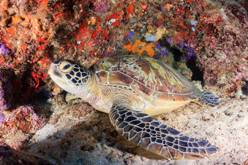 Fototapeta premium Sea turtle inside a small underwater cave