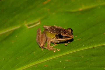 Obraz premium Small frog on a leaf in the rainforest at night