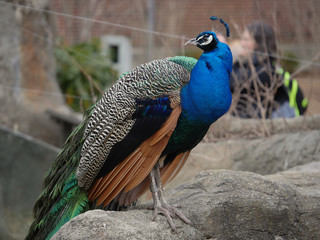 Peacock 