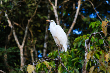 Egret on a tree next to a jungle river