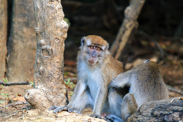 A female tends to the wounds of an injured long tailed macaque in the jungles of Borneo