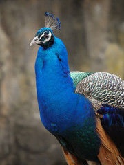 Fototapeta premium Peacock Headshot 