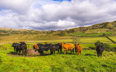 Cows in Lake District