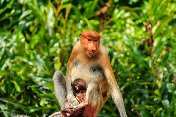 Mother and baby Proboscis Monkey in the forest