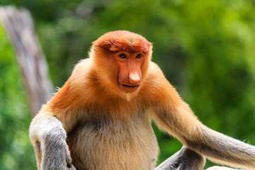 Fototapeta premium Endangered Proboscis Monkey in the mangrove forest of Borneo