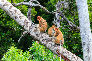 Family of Proboscis Monkeys on a tree in the mangrove forest of northern Borneo