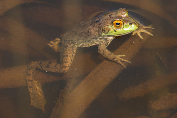 Anahuac National Wildlife Reserve 