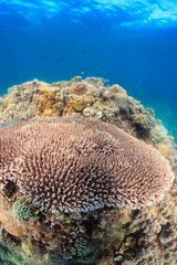 Naklejka na ściany i meble Table corals and tropical fish on a reef
