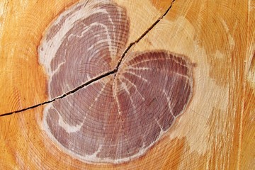 Baumscheibe