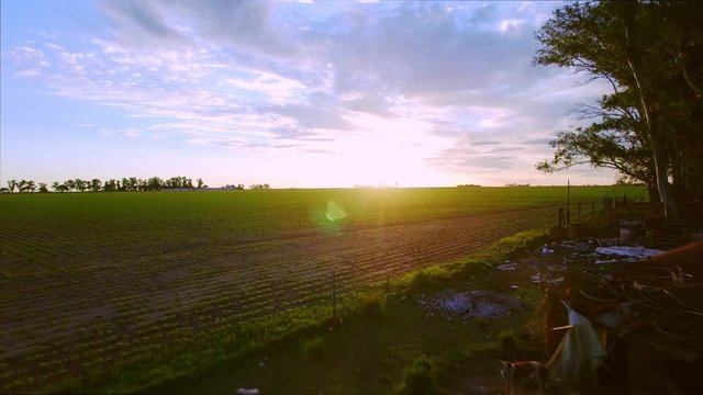 Crops growing in farm field
