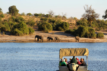Elefanten und Touristenboot am Chobe Fluss - obrazy, fototapety, plakaty