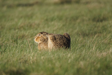 ängstlicher Hase im Gras