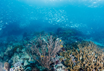 School of Sardines swim over a tropical coral reef on a dark afternoon