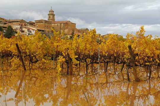 Vineyard in Catalonia, Spain
