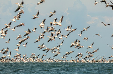 flock of pink pelicans