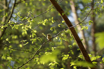 kleiner Vogel im Frühling