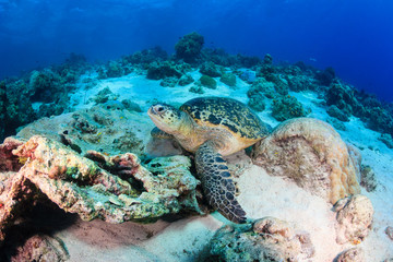 Fototapeta na wymiar Sea turtle on a reef