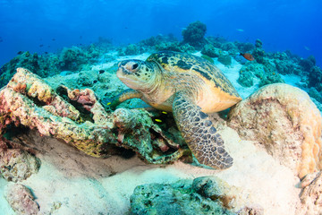 Sea turtle on a reef