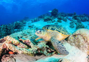 Naklejka na ściany i meble Sea turtle on a damaged coral reef