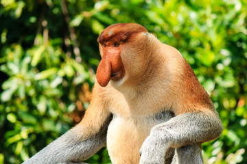 Large male Proboscis Monkey
