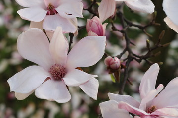 Pink magnolia flowers in the garden