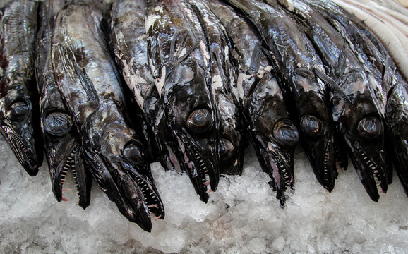 Black Scabbard Fish Images Browse 10 Stock Photos Vectors And Video Adobe Stock