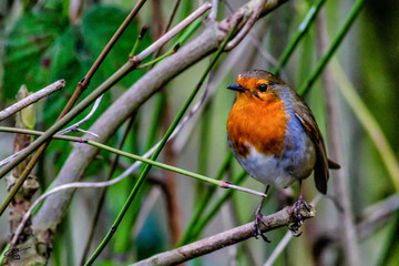 Fototapeta premium Scare face 2