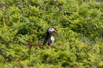 Puffin surrounded by green vegetation at Skomer Island UK