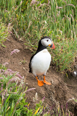 Puffin standing on the edge watching down