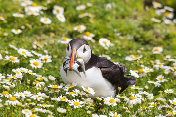 Puffin walking between flowers with fish in its beak