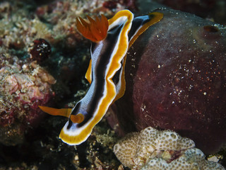 Anna's Chromodoris, Anna`s Prachtsternschnecke (Chromodoris annae)