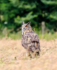 Eagle Owl in a field