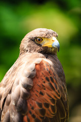 Close up of a Falcon