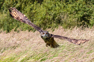 Eagle owl swooping low over a meadow