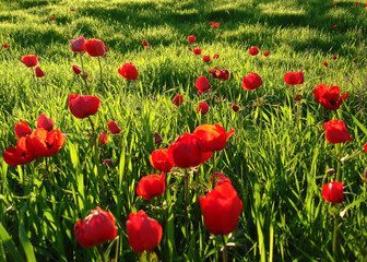 Naklejka na ściany i meble Red Anemones Field Winter Blooming Macro Shot in Green Grass Field, Beeri Forest, Southern District of Israel.