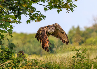 Eagle Owl flying low