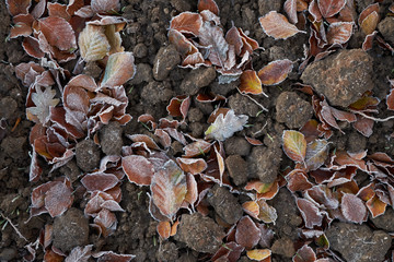 Frozen Leaves