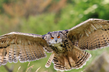 Eagle Owl flying low